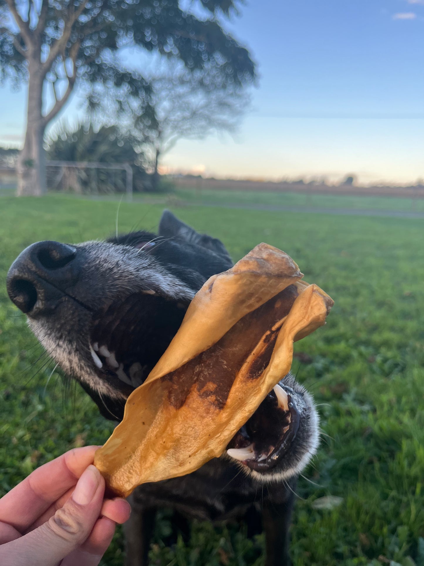 Smoked venison ear (ea)