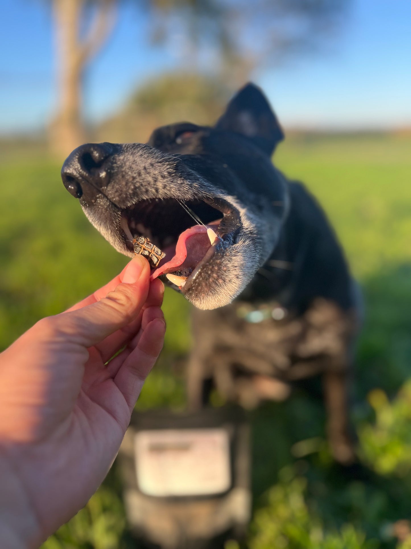 Lamb liver 100g